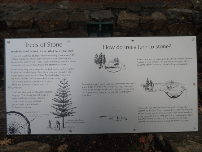 Did you know that trees can turn into stone?