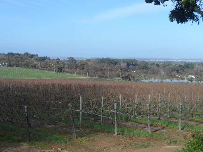 Vineyards at Groot Costantia
